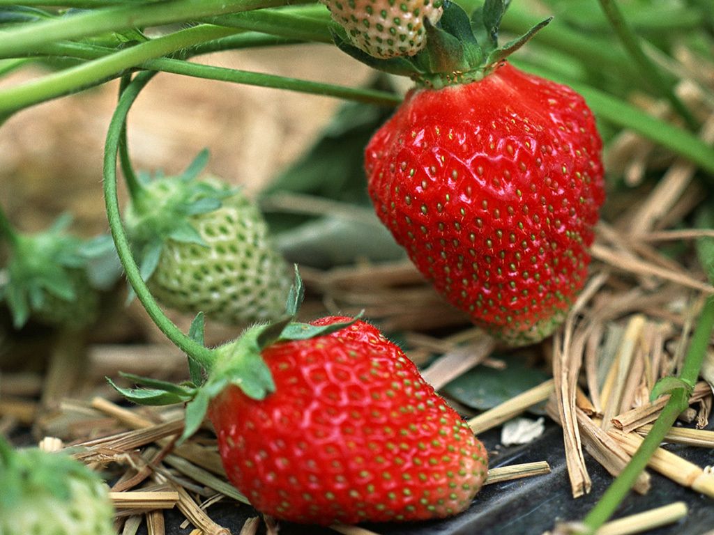 露天无公害草莓,应季成熟