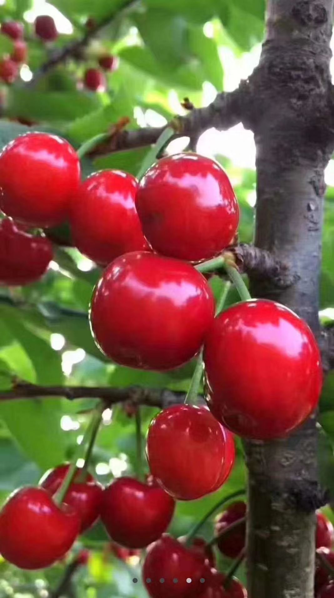 乌克兰樱桃 品种齐全