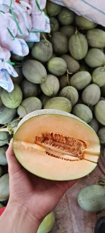 西州蜜25号 小蜜25
