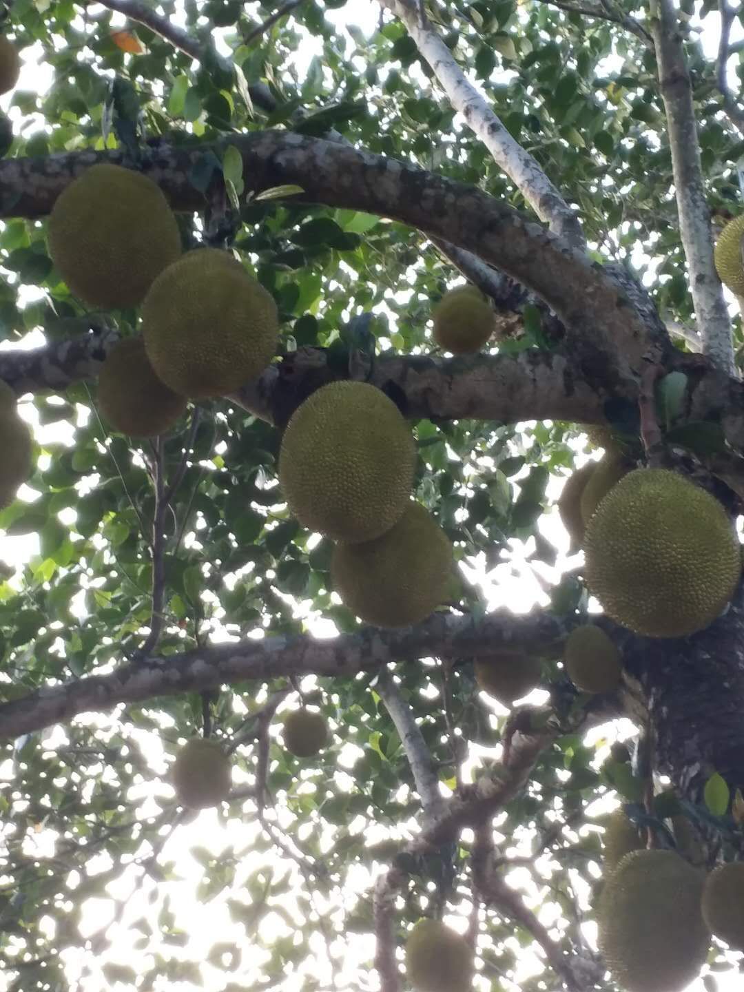 广东波萝蜜热带水果之王菠萝蜜质优价廉产地新鲜直供