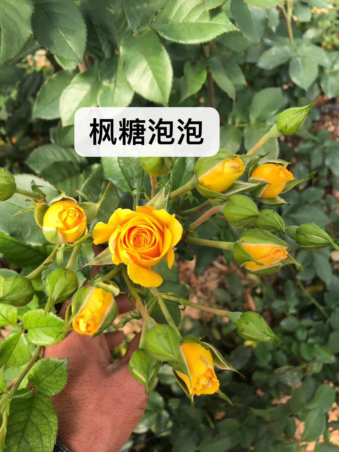 多头玫瑰 玫瑰小苗枫糖泡泡