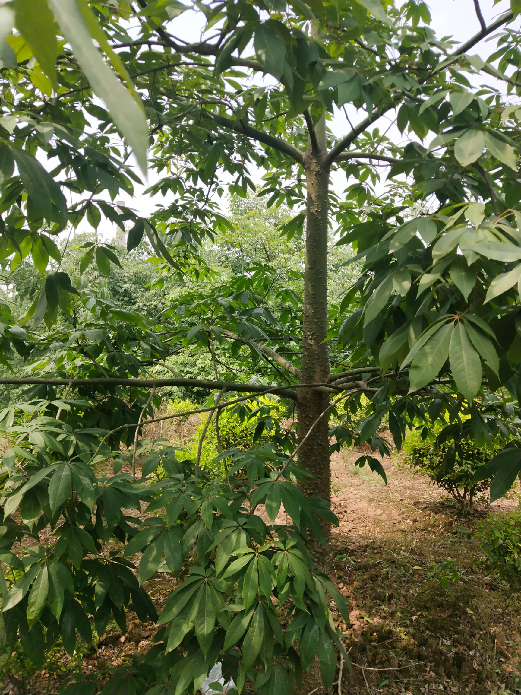 青皮木棉 不同品种木棉10至40,看起哪种买哪种,货充足