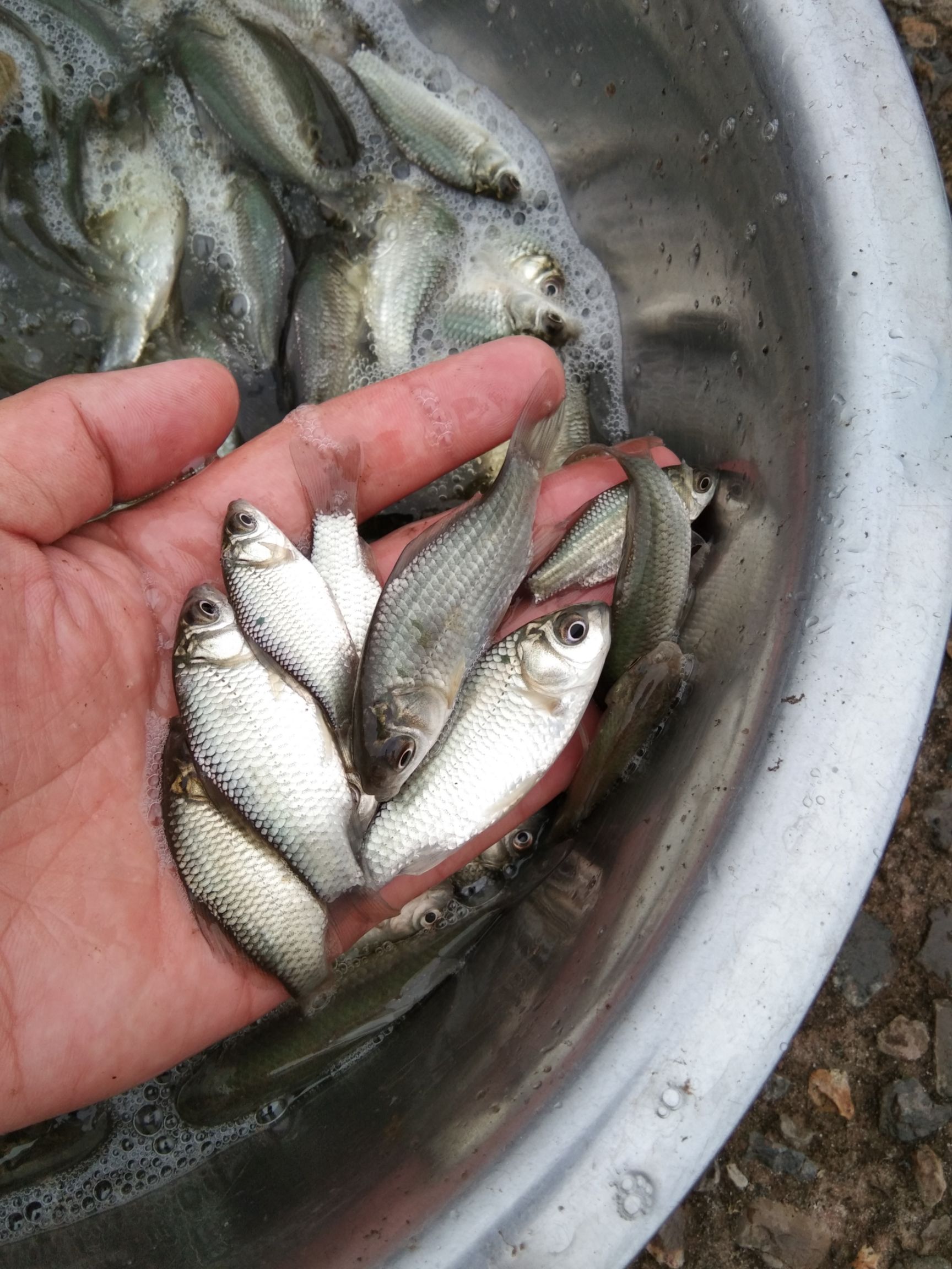 优选 鲫鱼苗,中科3号鲫鱼苗,湘云鲫鱼苗,基地直供质量保证