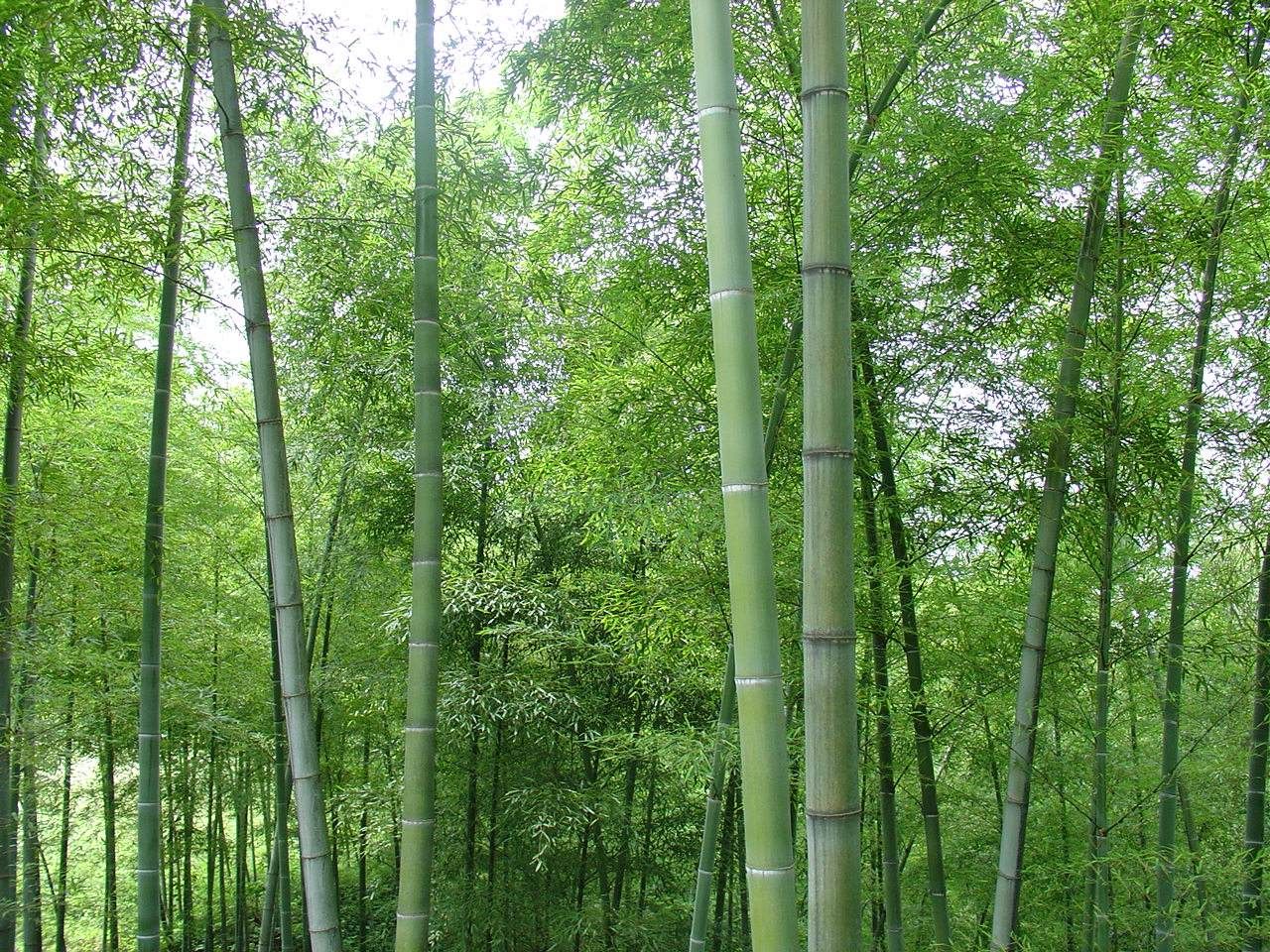 竹子的寓意非常好,节节高升!