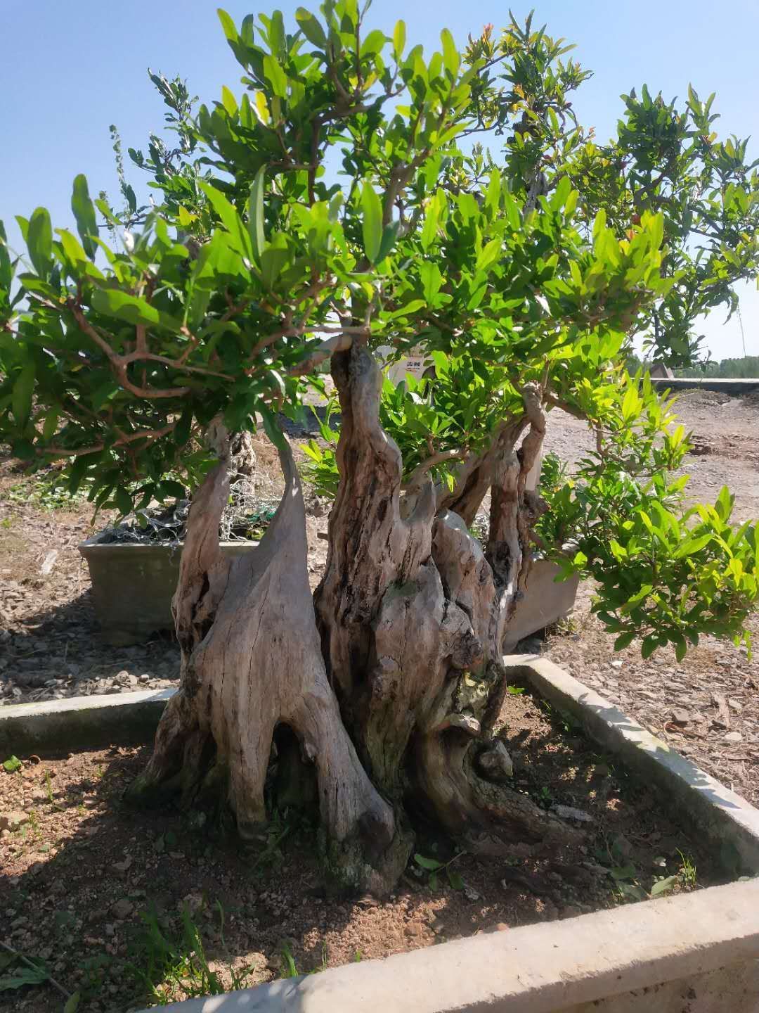 [石榴盆景批发] 精品石榴盆景,数量充足,规格多样,您