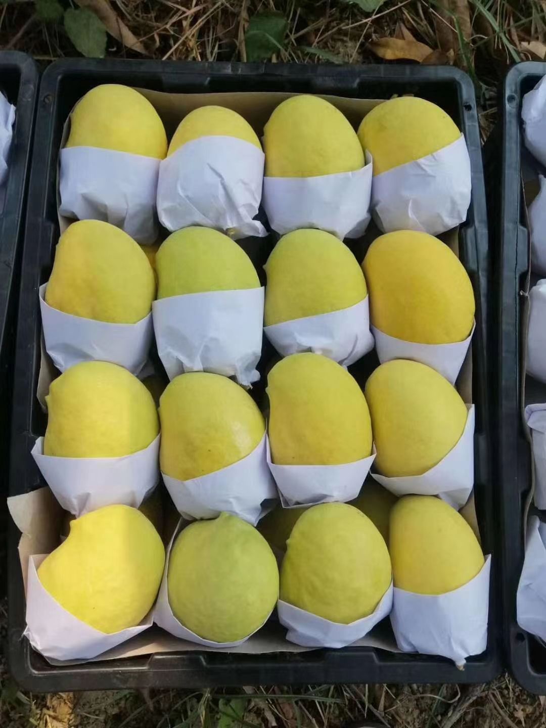缅甸圣德龙芒果 10斤礼盒箱 包邮