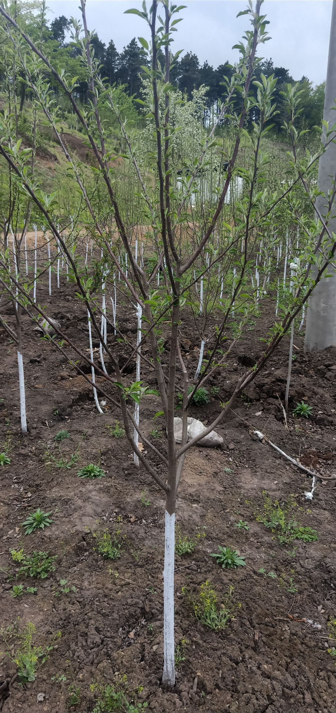 苹果树苗 有需要鸡心果树可以联系