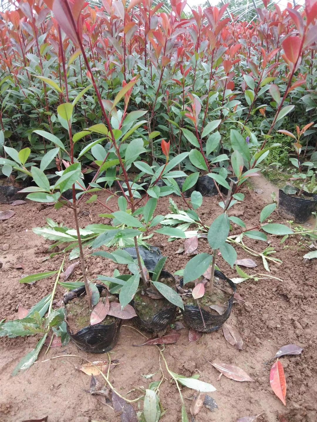 红叶石楠杯苗