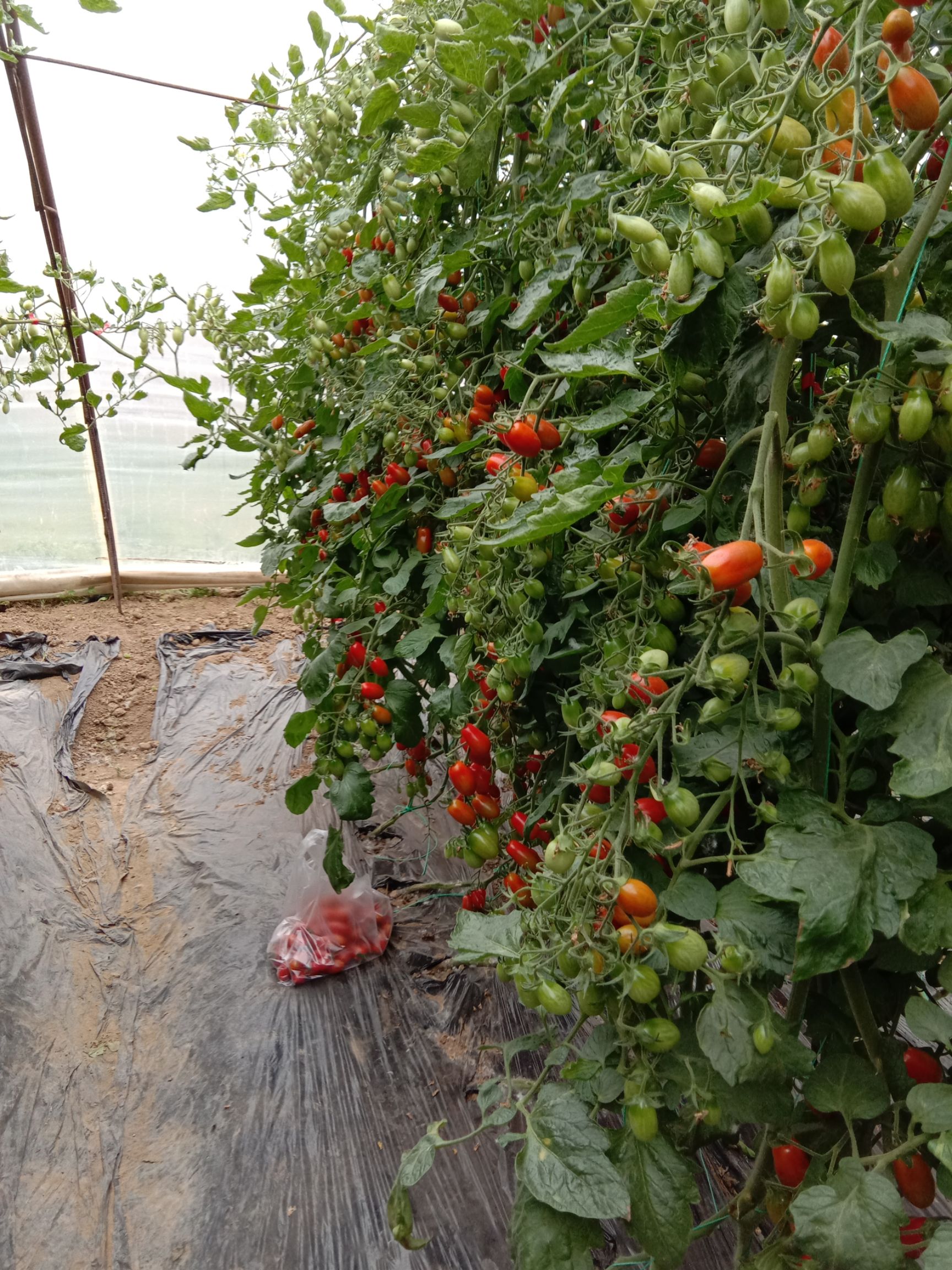 409小柿子 辽宁丹东409(凤珠)小西红柿在北京房山区阎村镇张庄村栽培