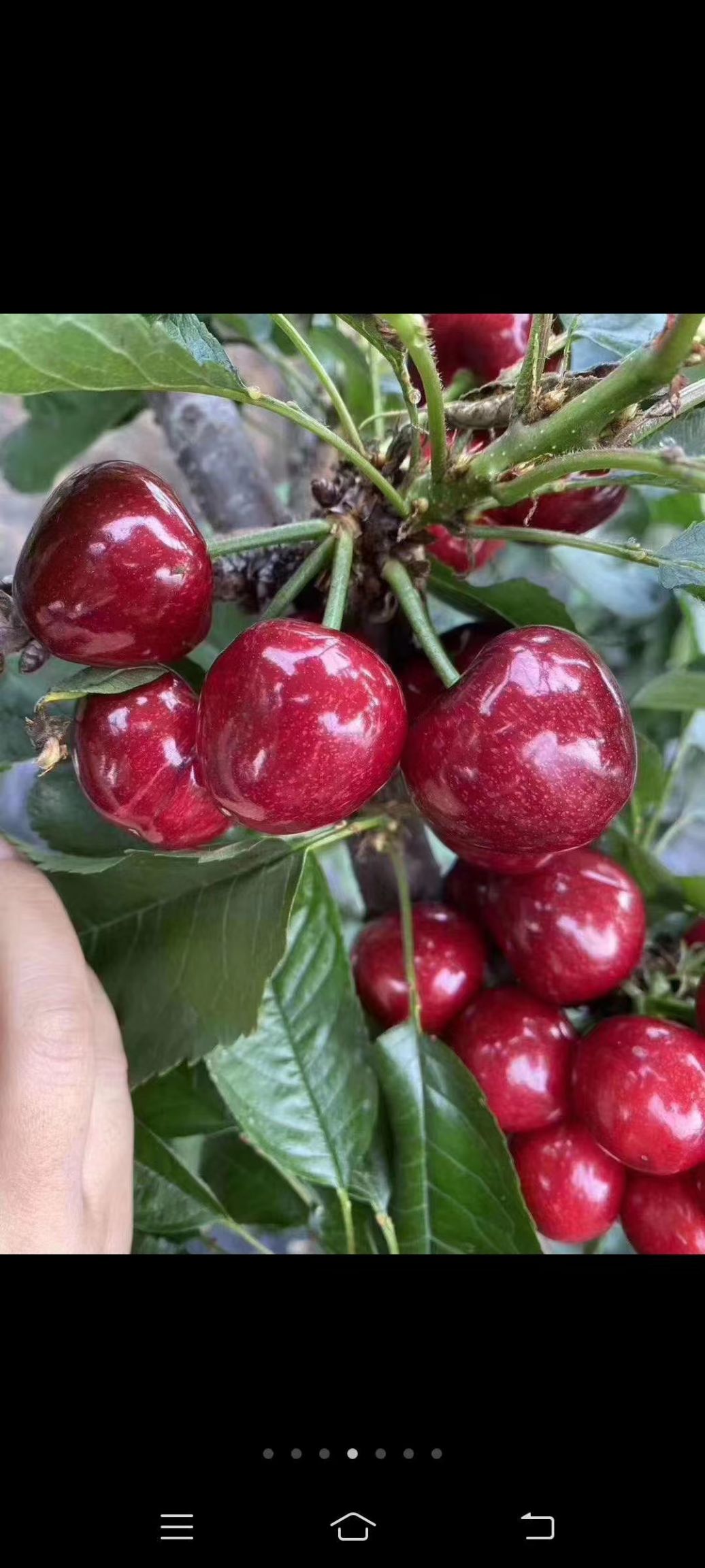 白鹿原新鲜大樱桃