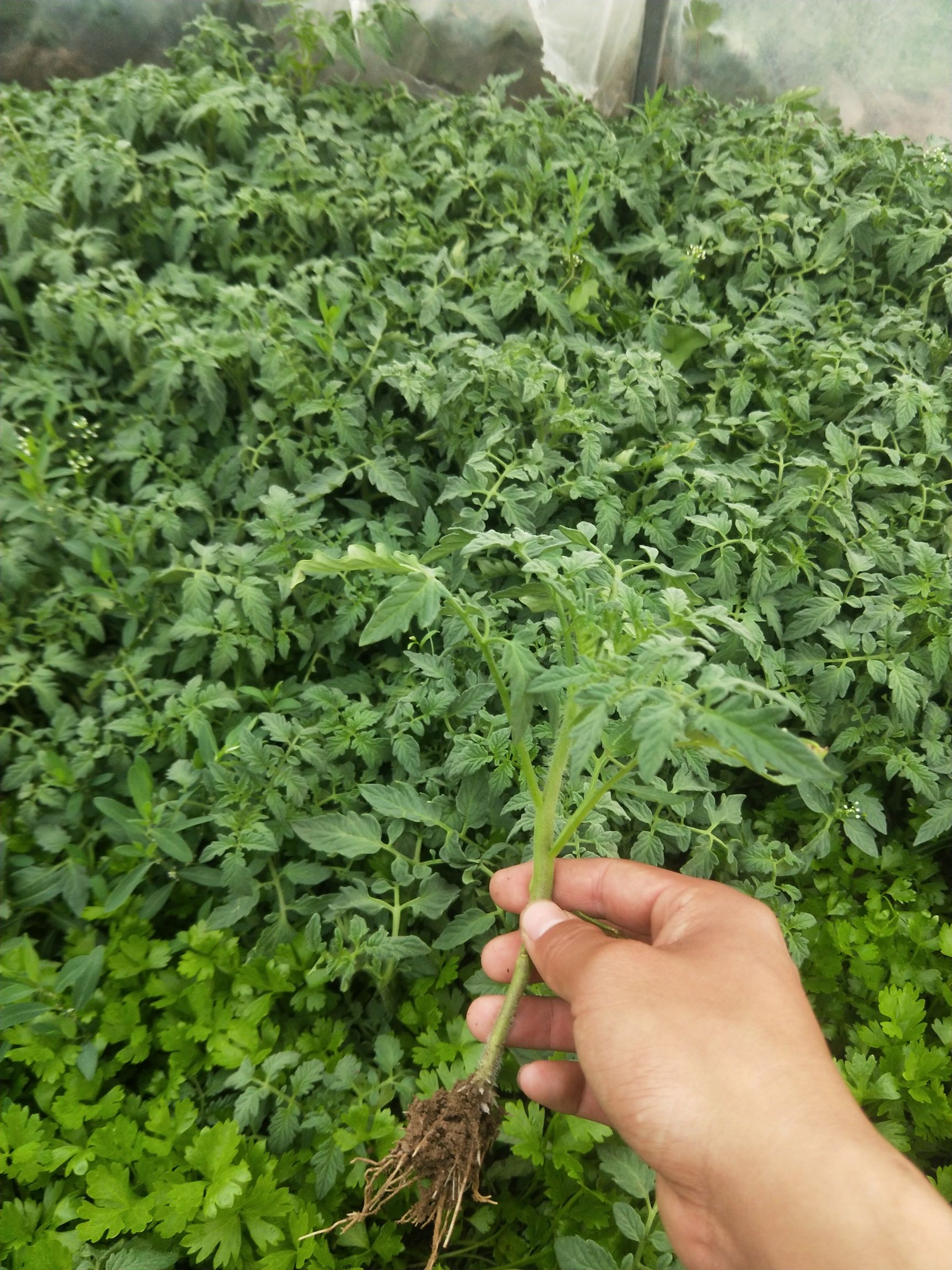 [大红番茄苗批发] 西红柿苗圣女果苗专业蔬菜大棚育苗