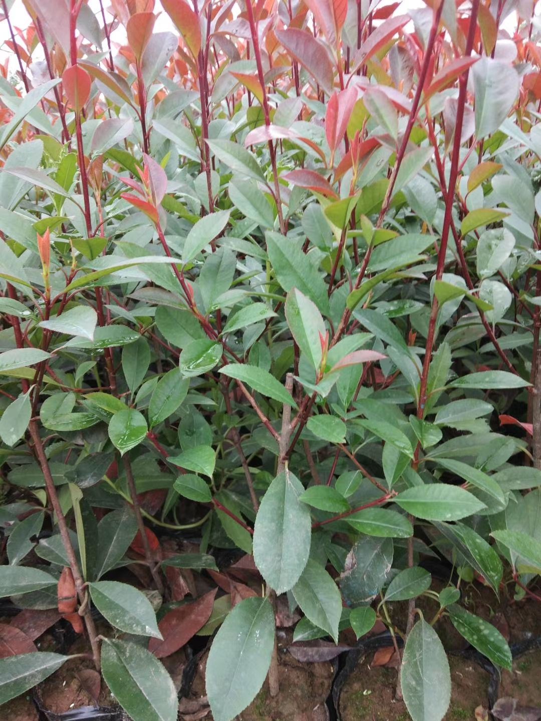 红叶石楠杯苗