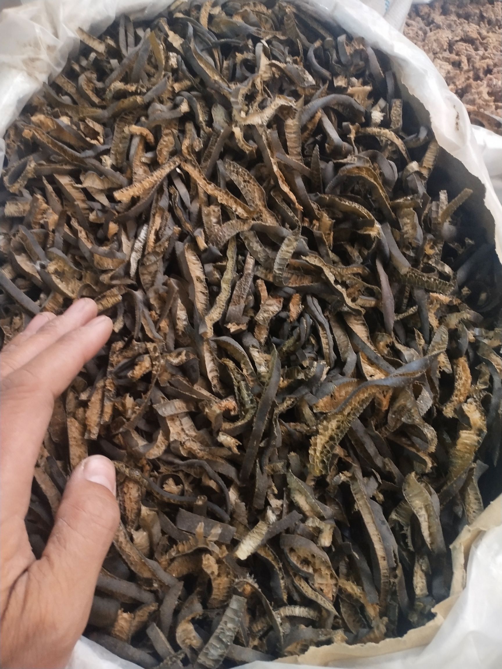 成包干海茸海笋丝海松茸海茸筋凉拌干货30斤大海里的美味鲜香