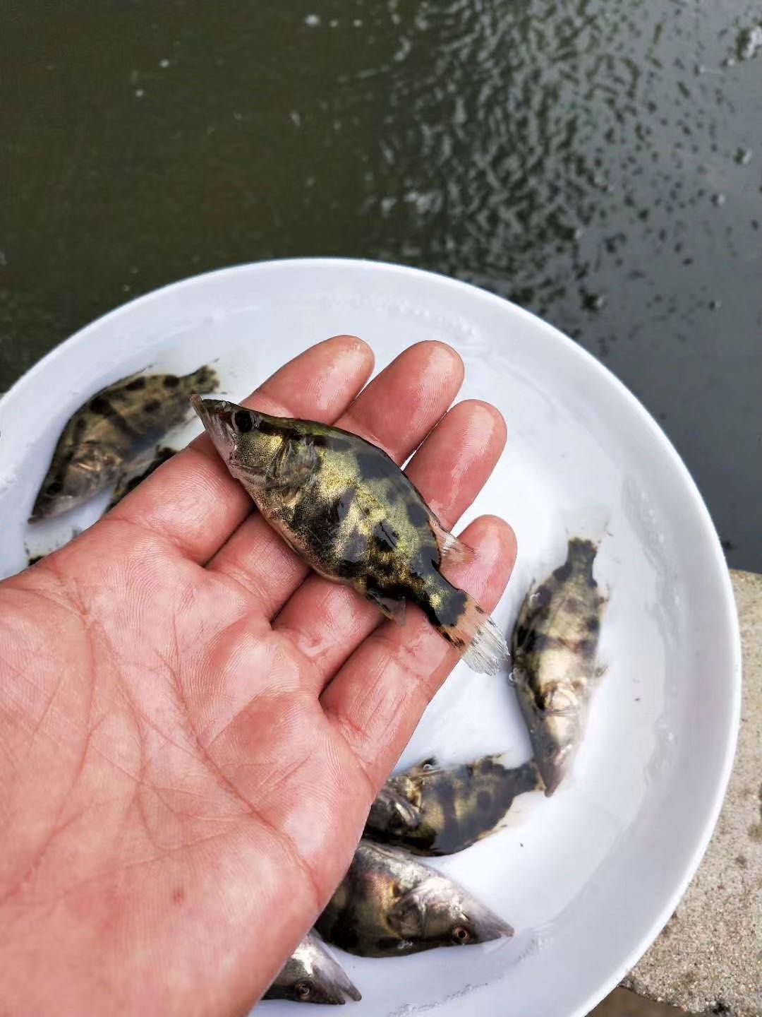 鳜鱼苗 养殖基地直销