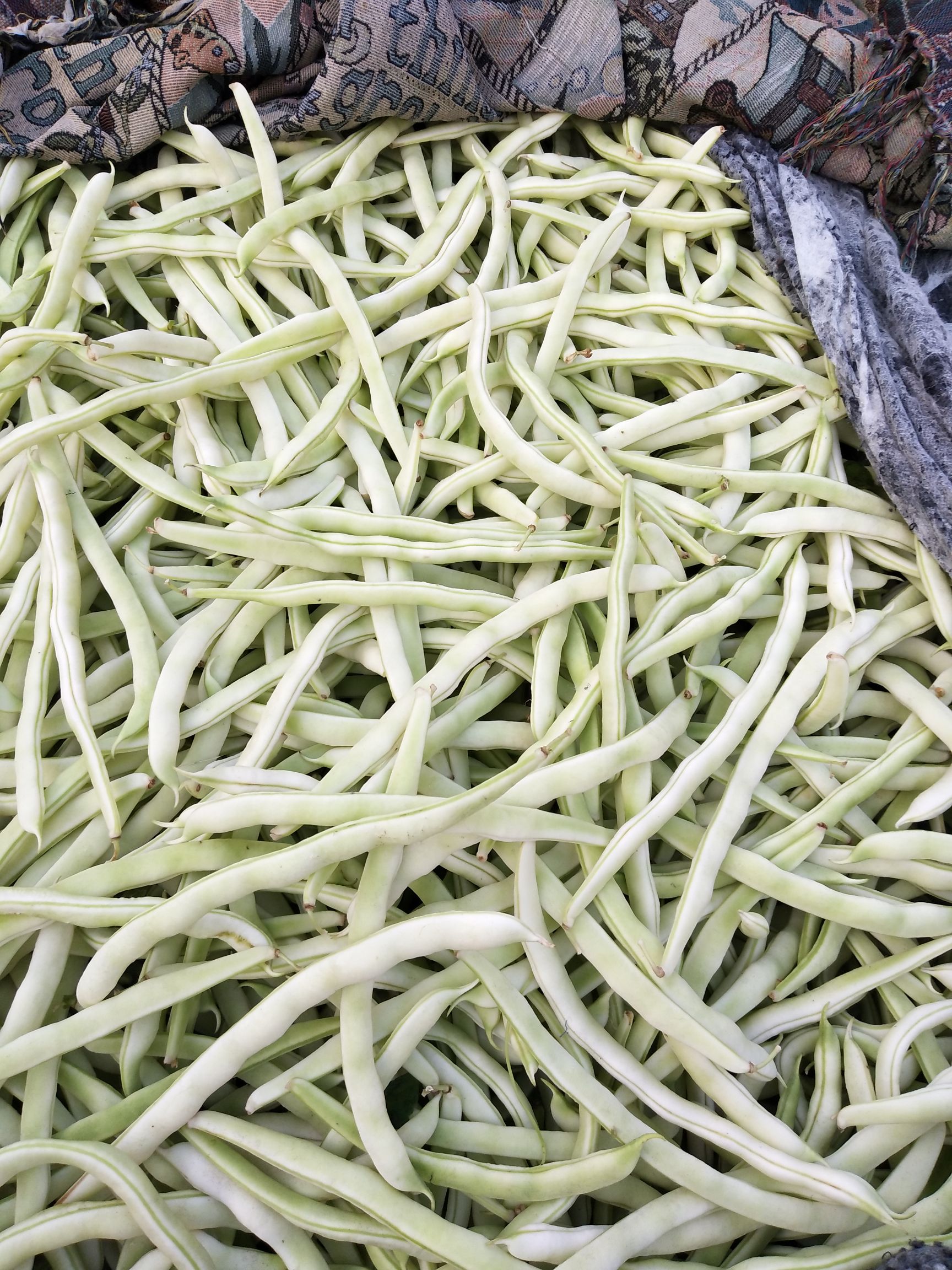 白不老四季豆 大量供应本地白不老豆角