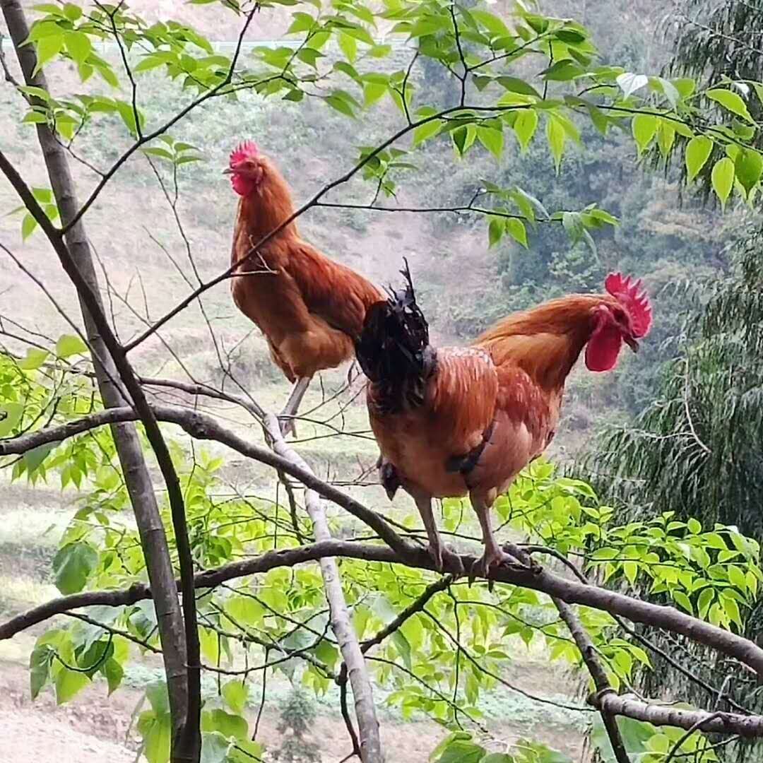 青脚土鸡