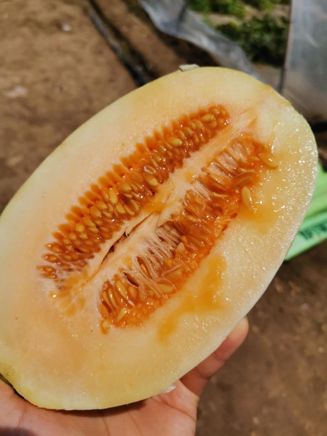 东方蜜一号甜瓜,纯天然种植,无添加剂.