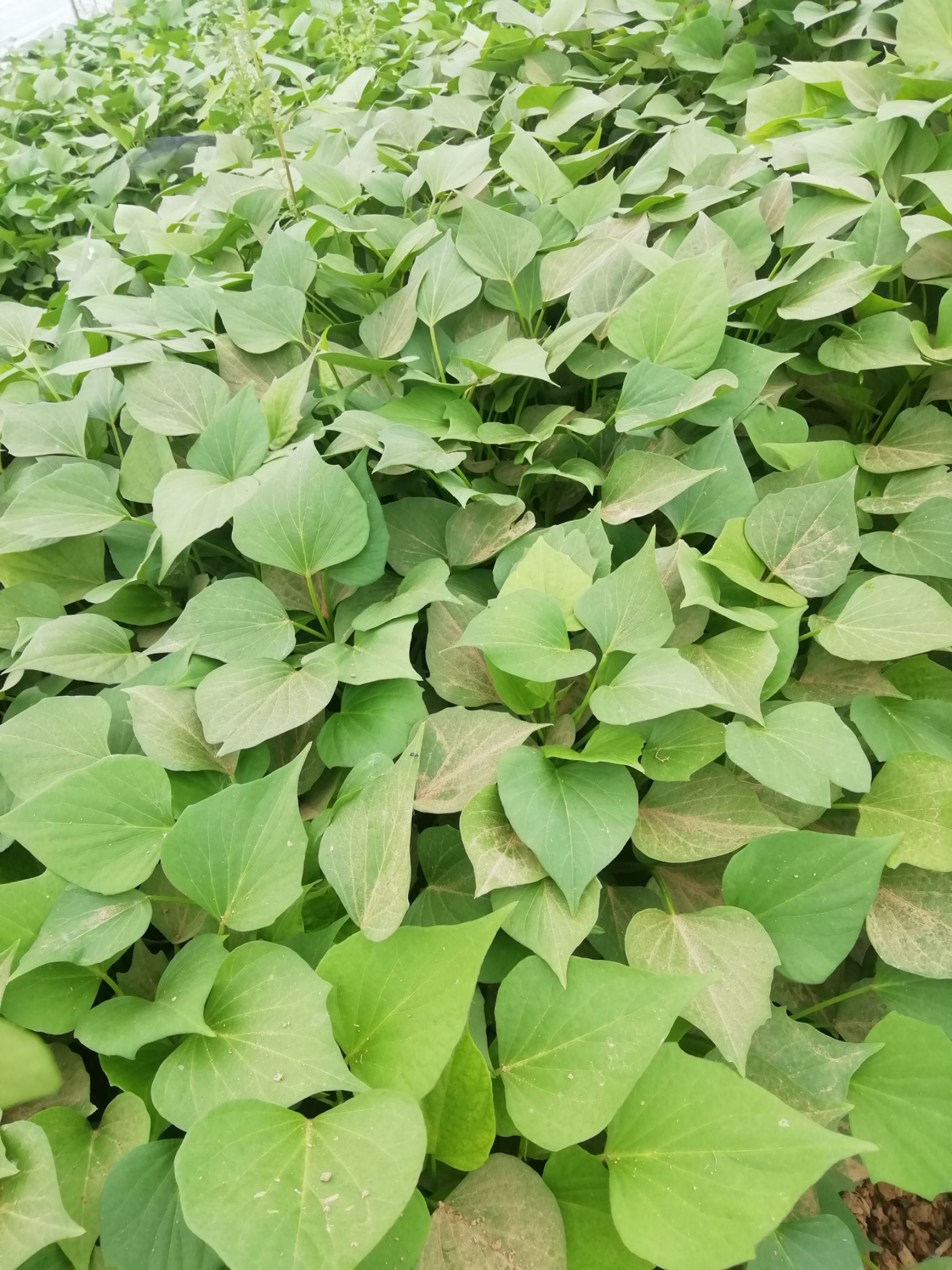 龙薯9号红薯苗 精品龙薯九苗大量上市