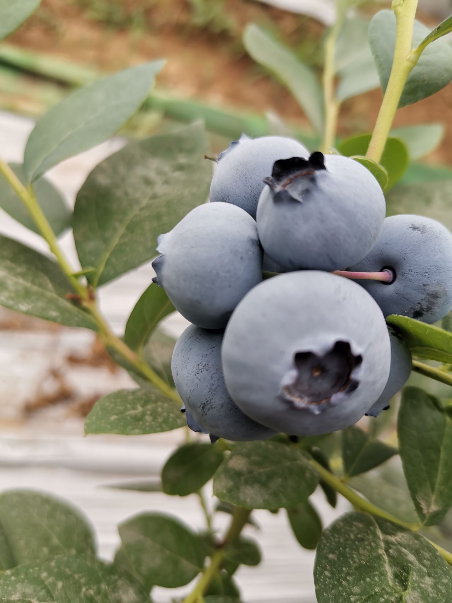 品种名:薄雾蓝莓 品种名:薄雾蓝莓 果径:15mm以上 类型:鲜果