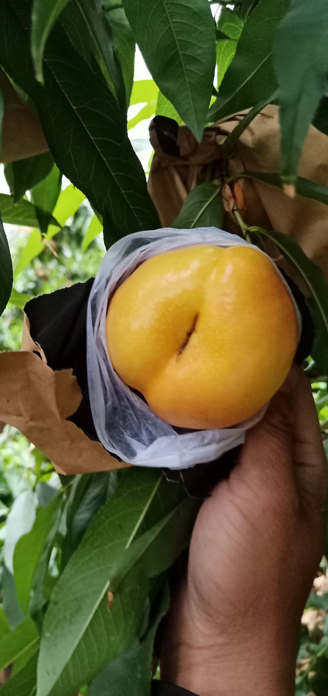 黄金油蟠桃