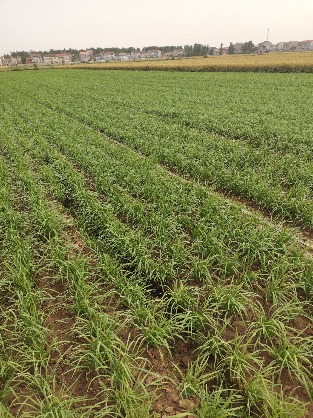 韭菜种植基地,量大从优