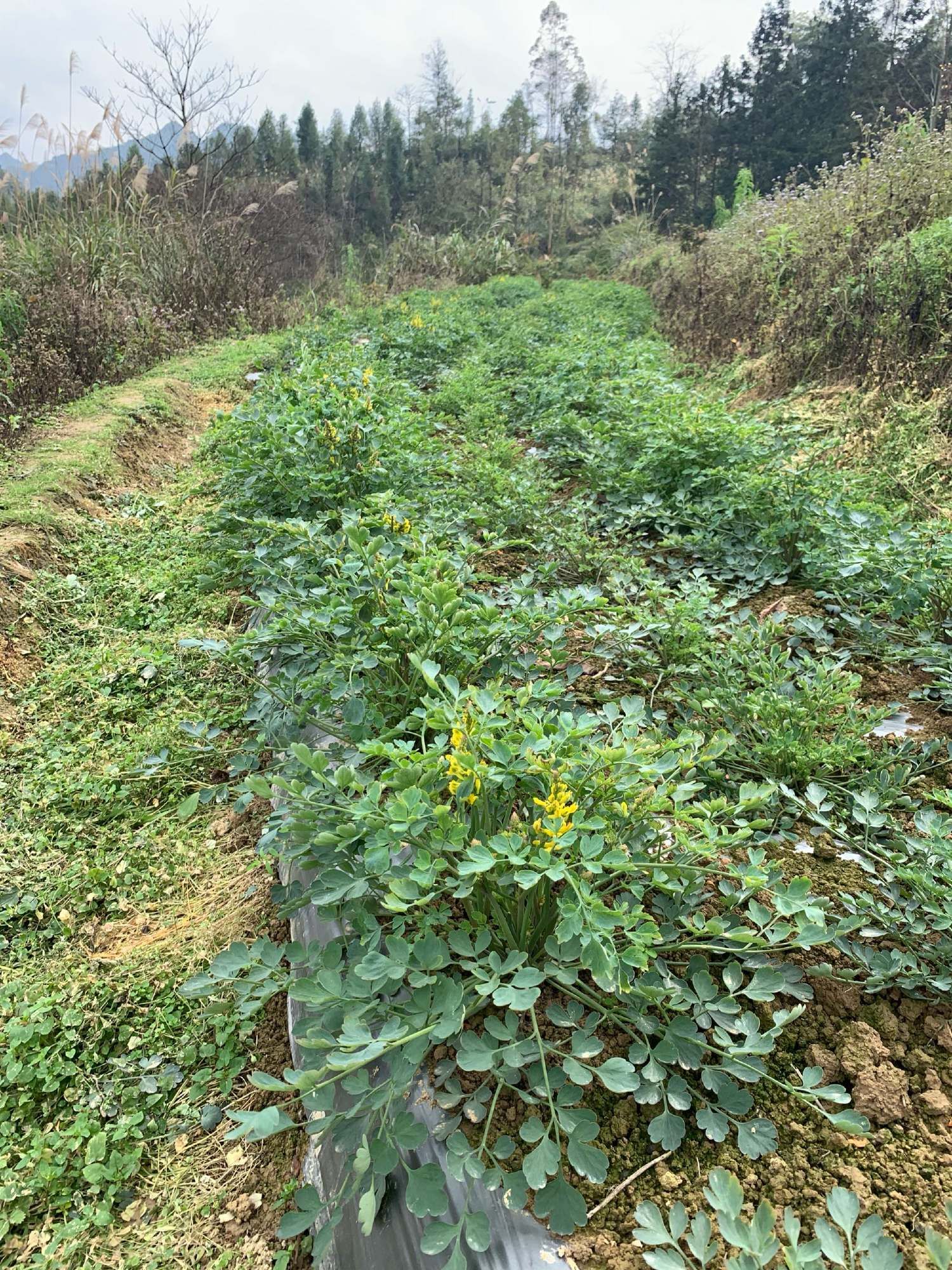 岩黄连 岩黄莲