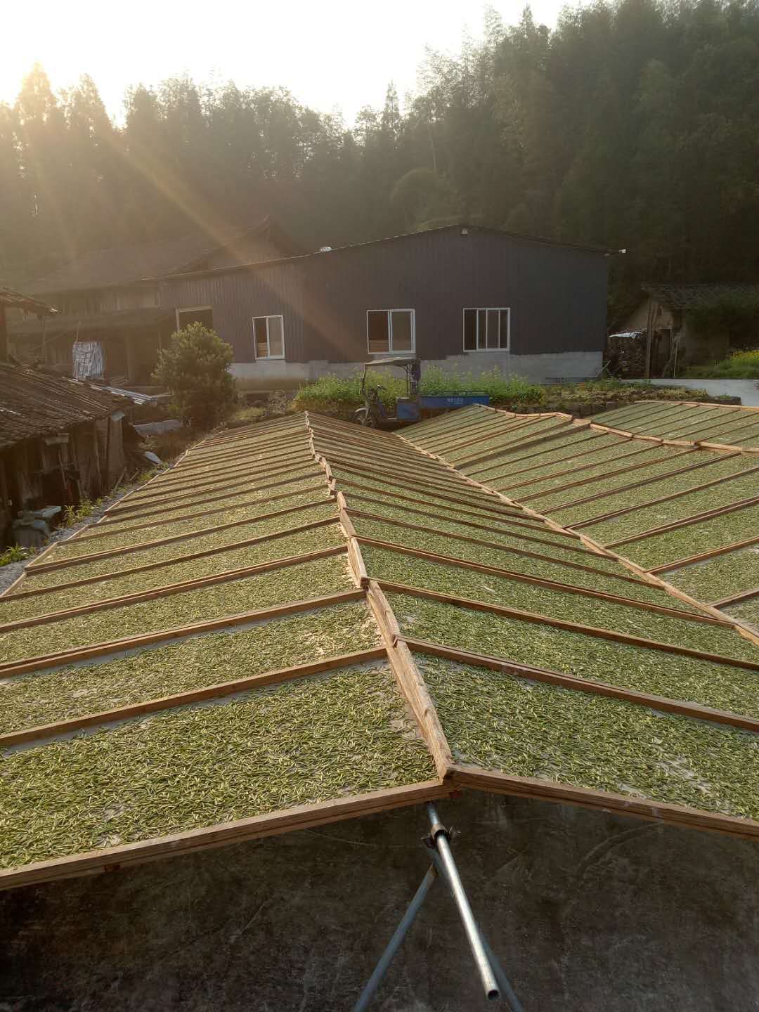 白毫银针 2020福建福鼎管阳镇天竹高山云雾白茶银针