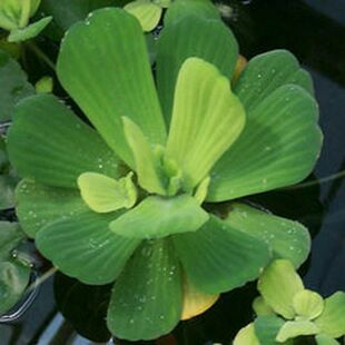 水芙蓉水浮莲水葫芦植物水生水养浮萍水草植物种籽水莲花淡水包邮