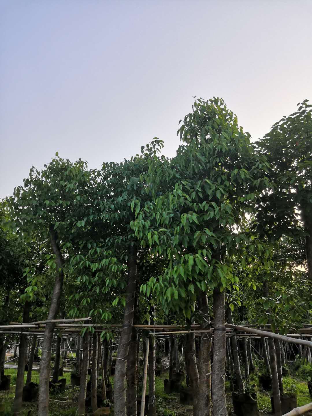 绿化工程苗木 香樟树8～20公分