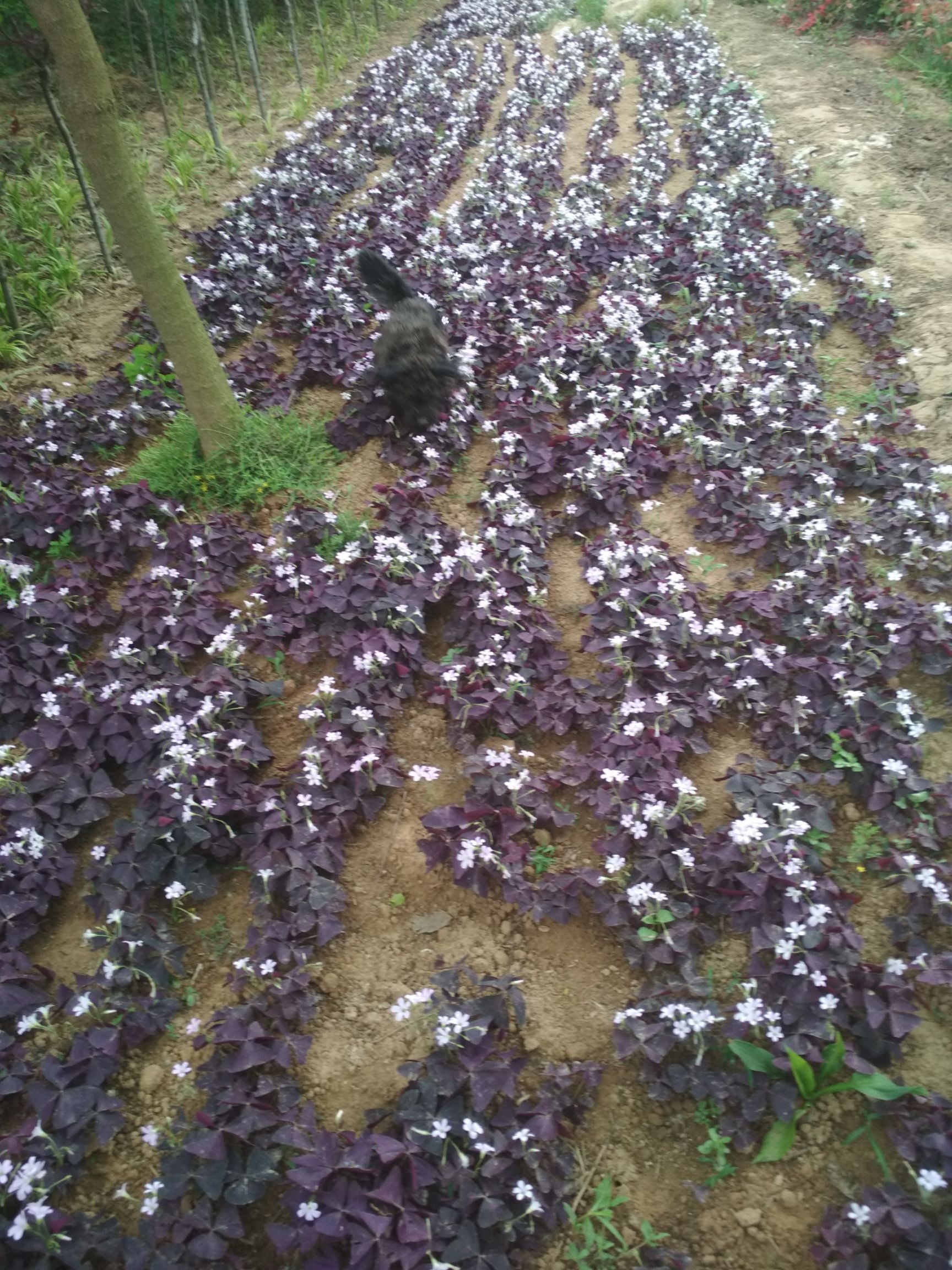 紫叶酢浆草 紫叶榨浆草紫叶榨浆草种根紫叶榨浆草盆栽
