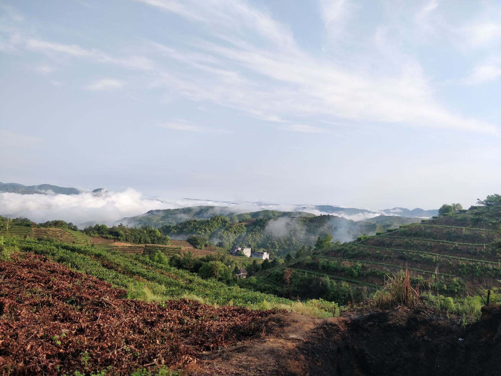 白毫银针 2020福建福鼎管阳镇天竹高山云雾白茶银针