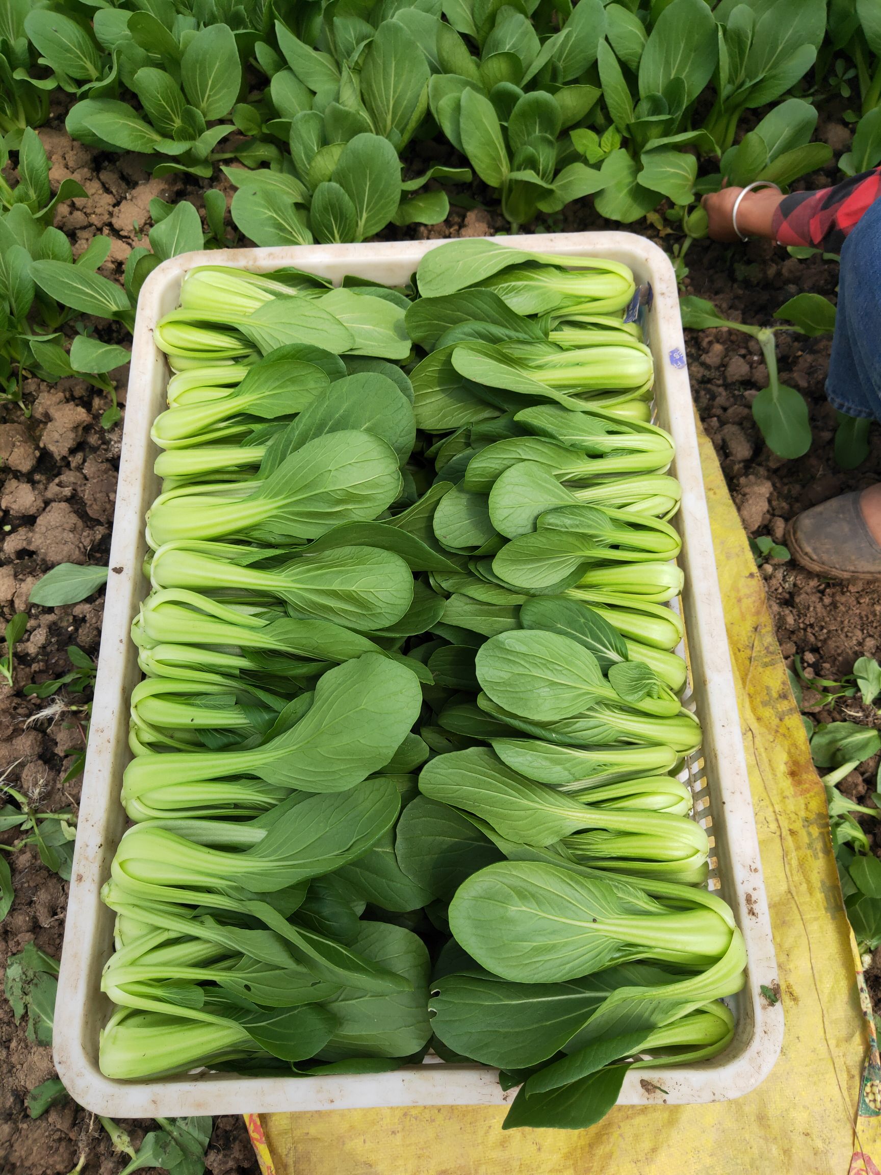 上海青小白菜 油菜 小青菜