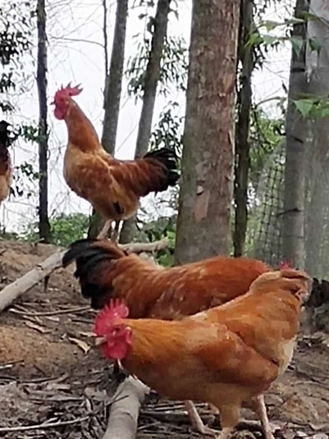 山上放养鸡,土公鸡