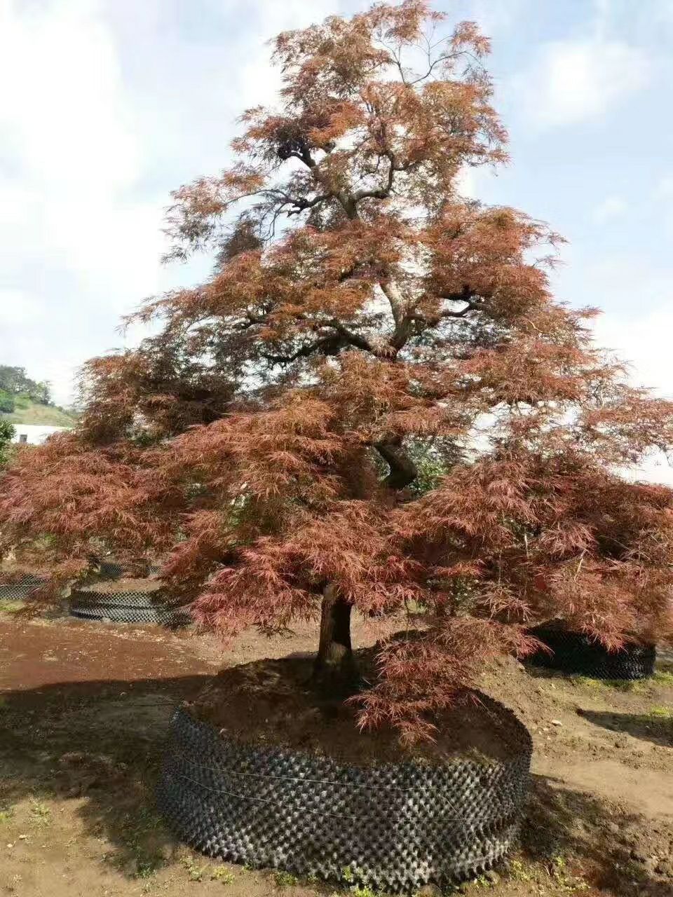 供应古庄羽毛枫,造型羽毛枫