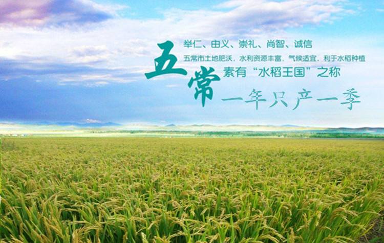 稻花香二号大米  五常大米稻花香2号粥米,宝宝粥米,老人儿童首选,健康