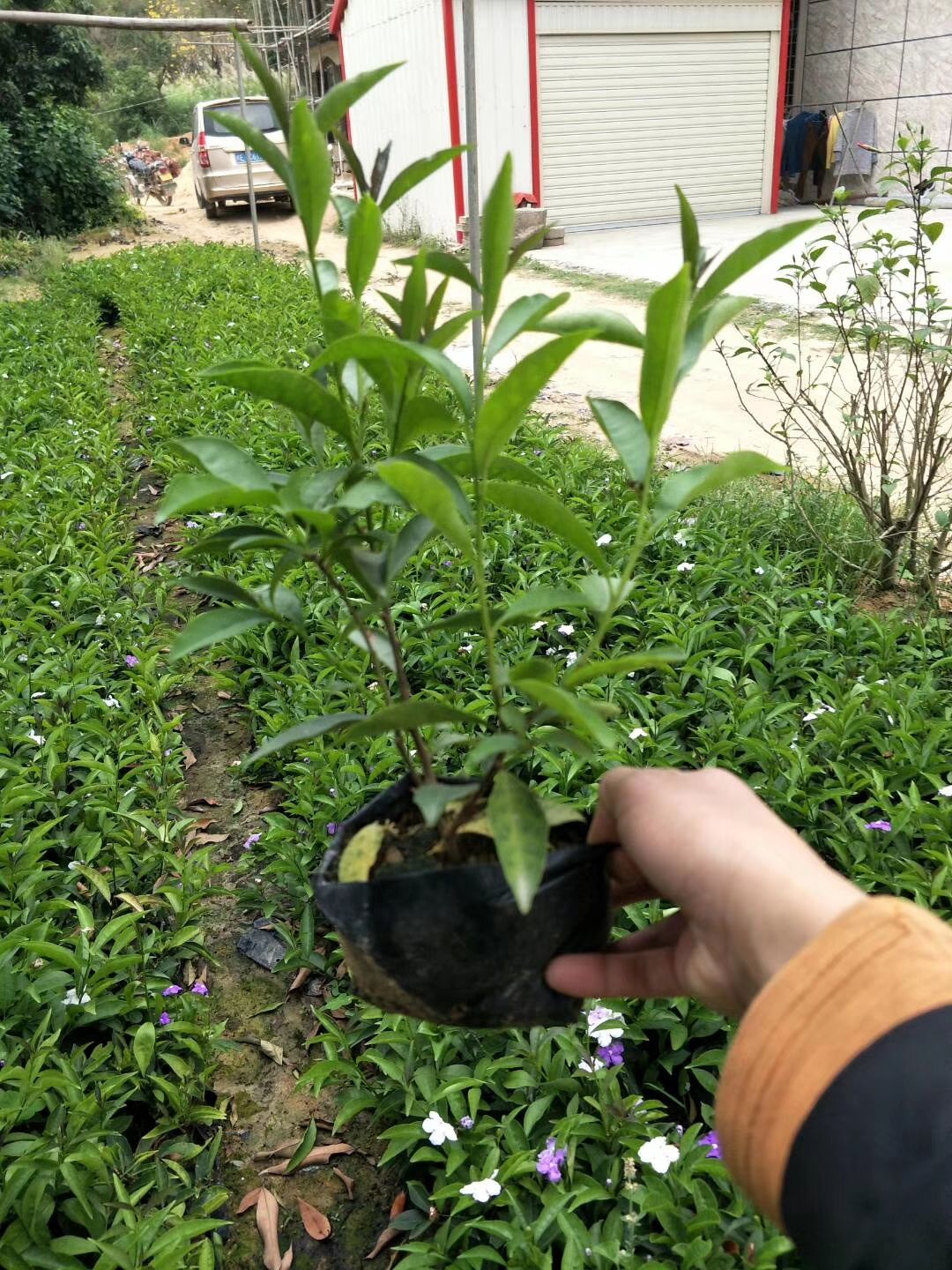 供应双色茉莉苗 茉莉花小苗15-30