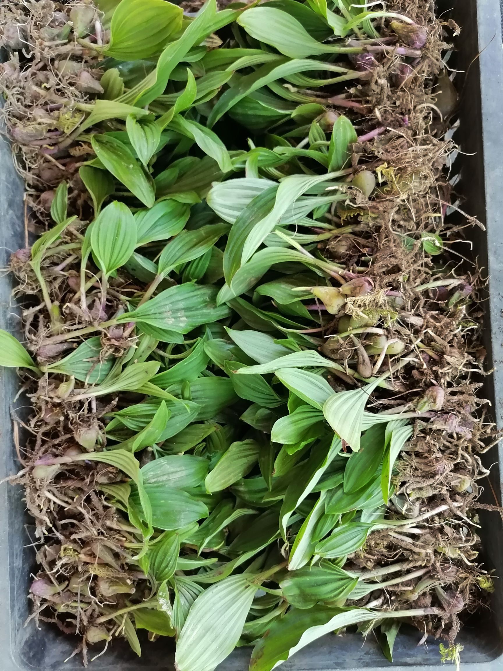 山慈菇 冰球子种苗红色紫色果出售包回收