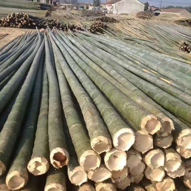 产地直销精品毛竹楠竹高压线搭架竹竿建筑防护措施毛竹物美价廉