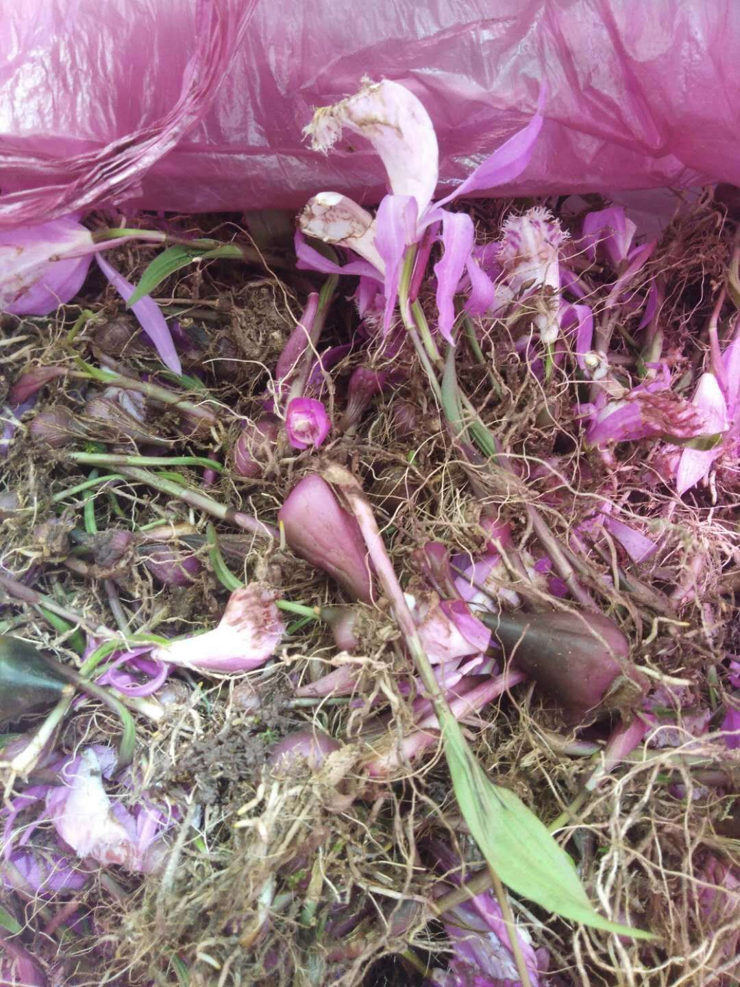 冰球子.种植基地有货需要老板随时联系我