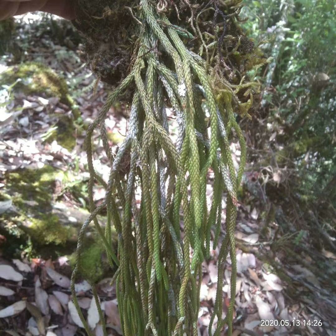 伸筋草 马尾舒筋草