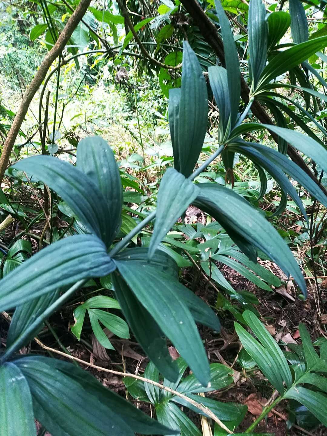 黄精片(滇黄精)云南深山黄精中药材