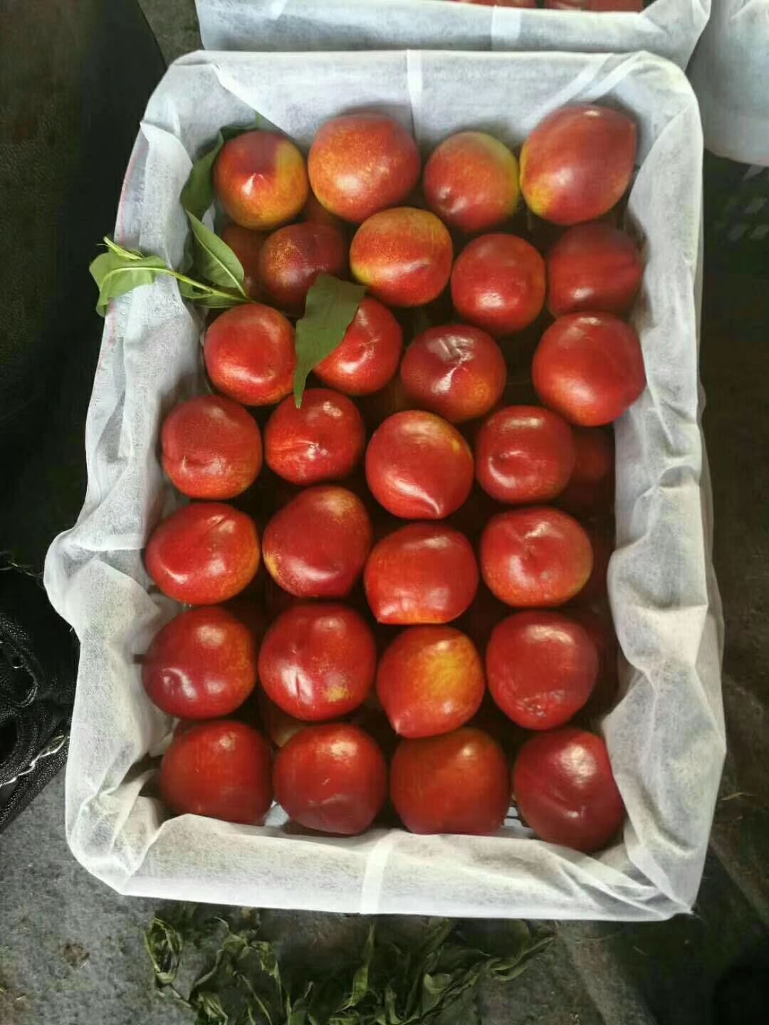 中油5号油桃 中油5号,4号,126大量供应,市场自由交易,价格透明