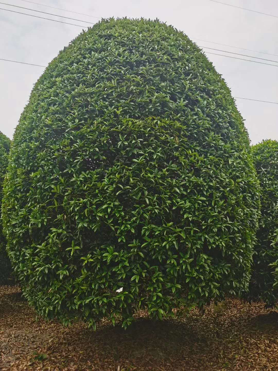 [八月桂批发]八月桂 精品桂花,烧档桂花,桂花笼子价格