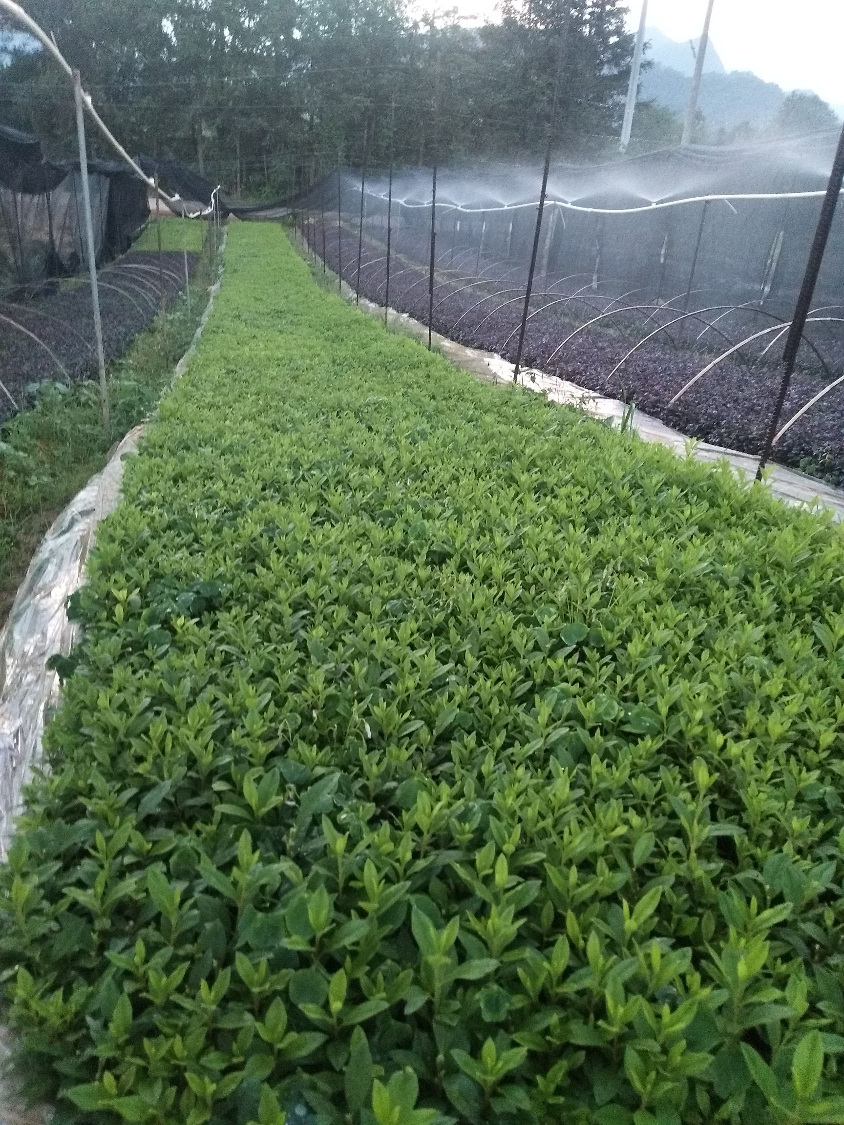 毛杜鹃 0.5米以下