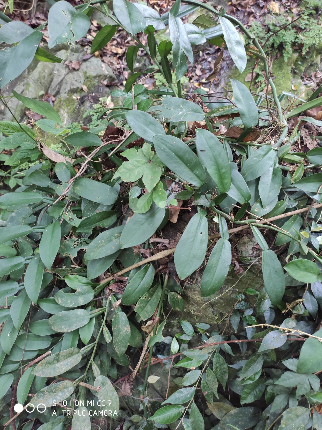 爬山虎 深山里发现的石柑子,这东西太少见了,量很少,欲购从速啊.
