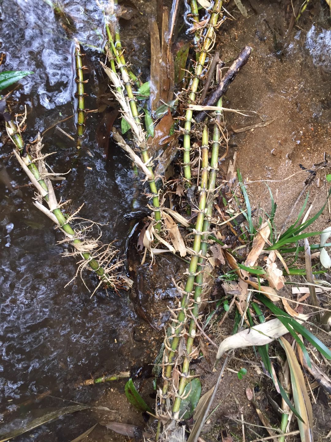 竹根 竹鞭
