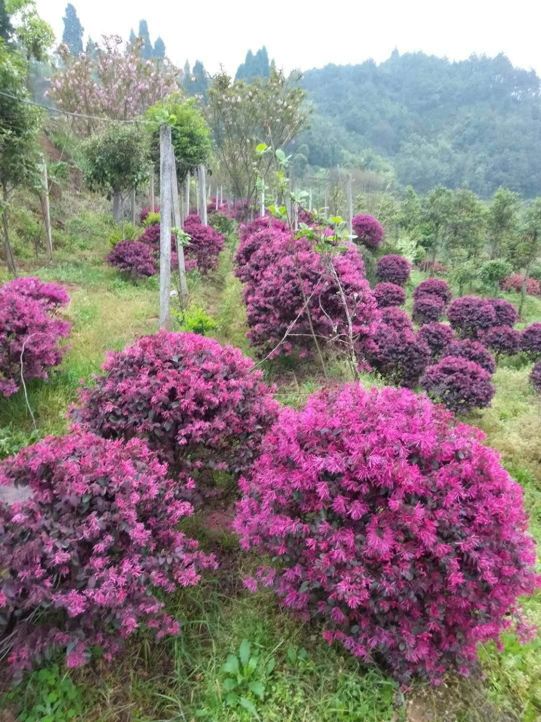 红花继木球