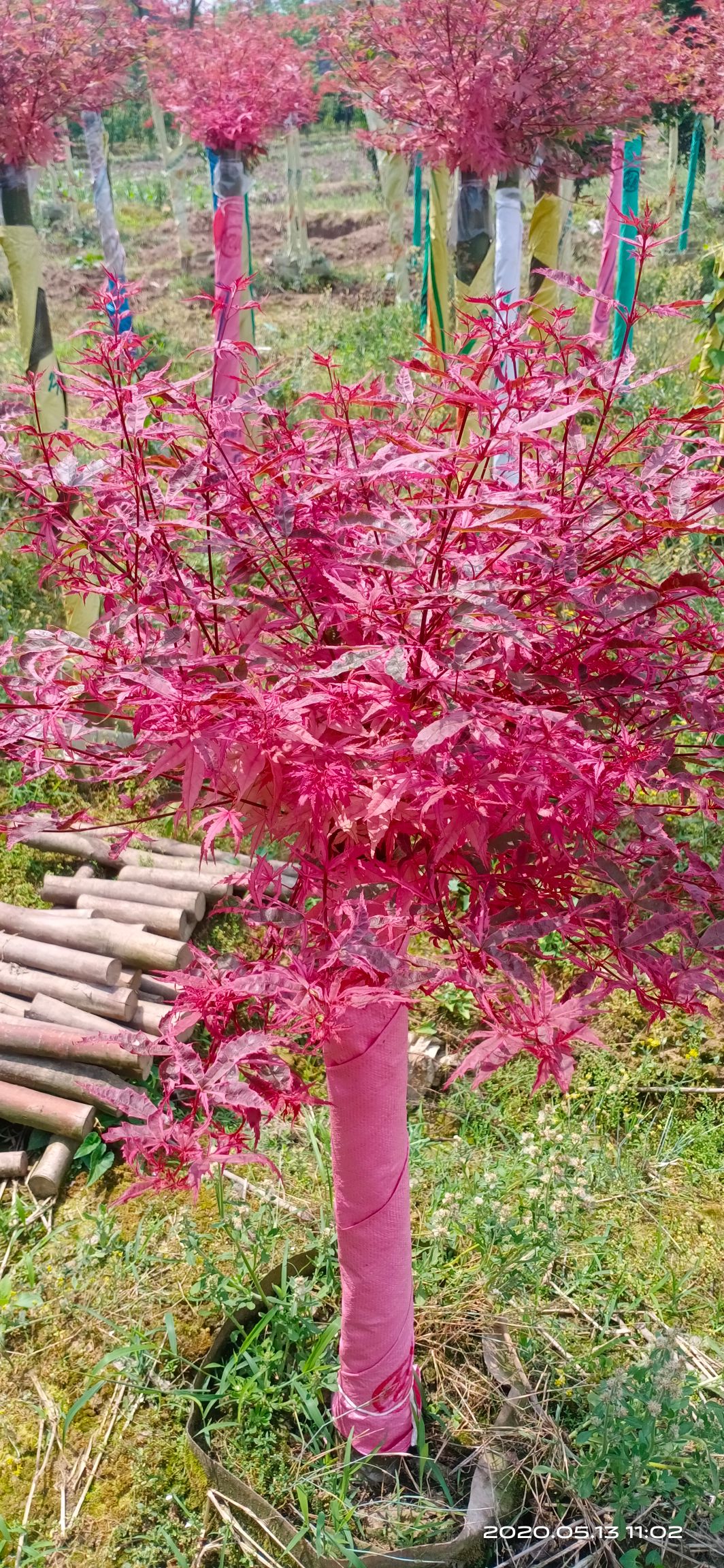 日本红枫(红小袖)红枫盆景