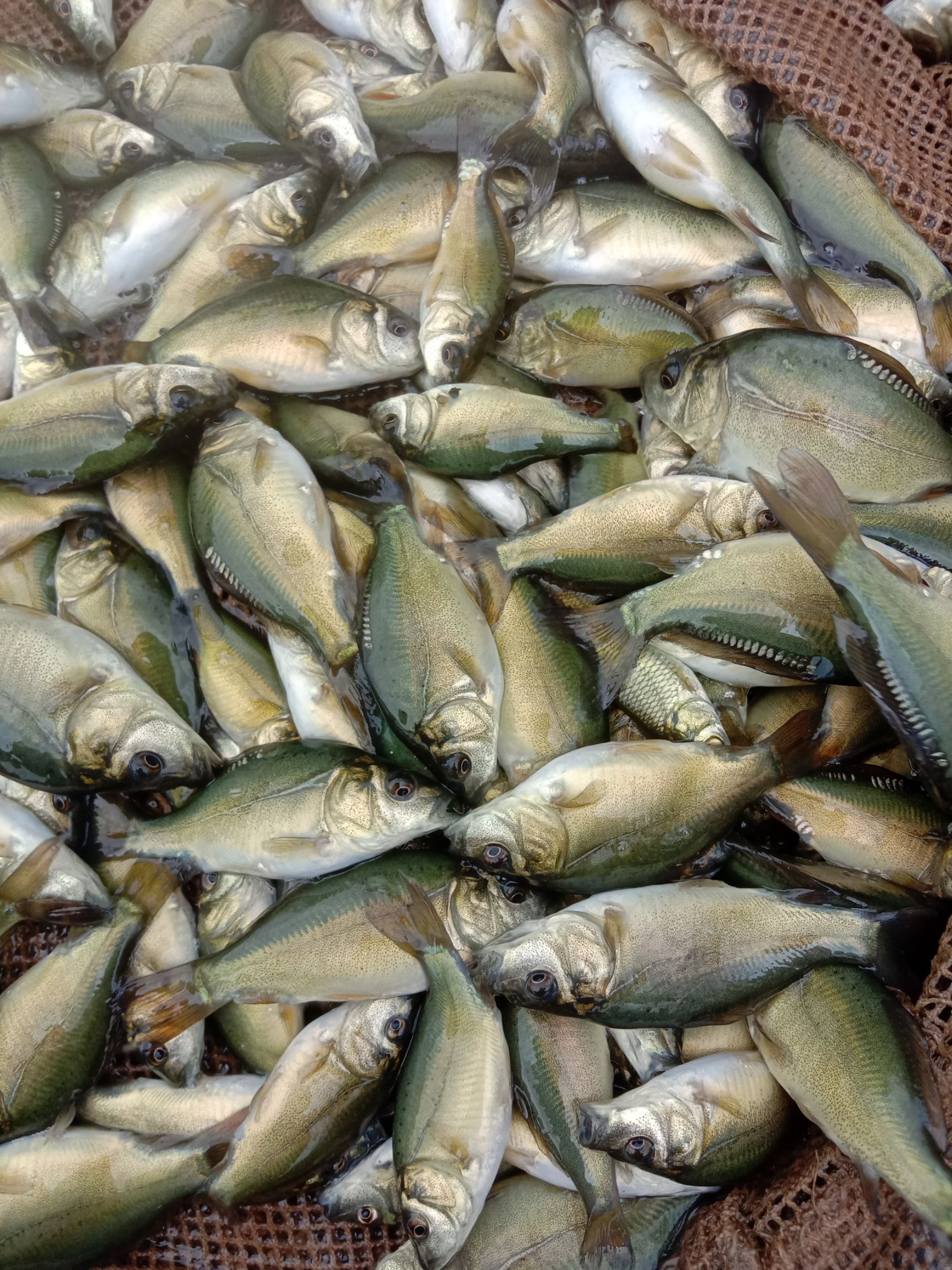裸鲤 本养殖场大量出售裸斑鱼苗,6-8厘米以及各种鱼苗大量出售