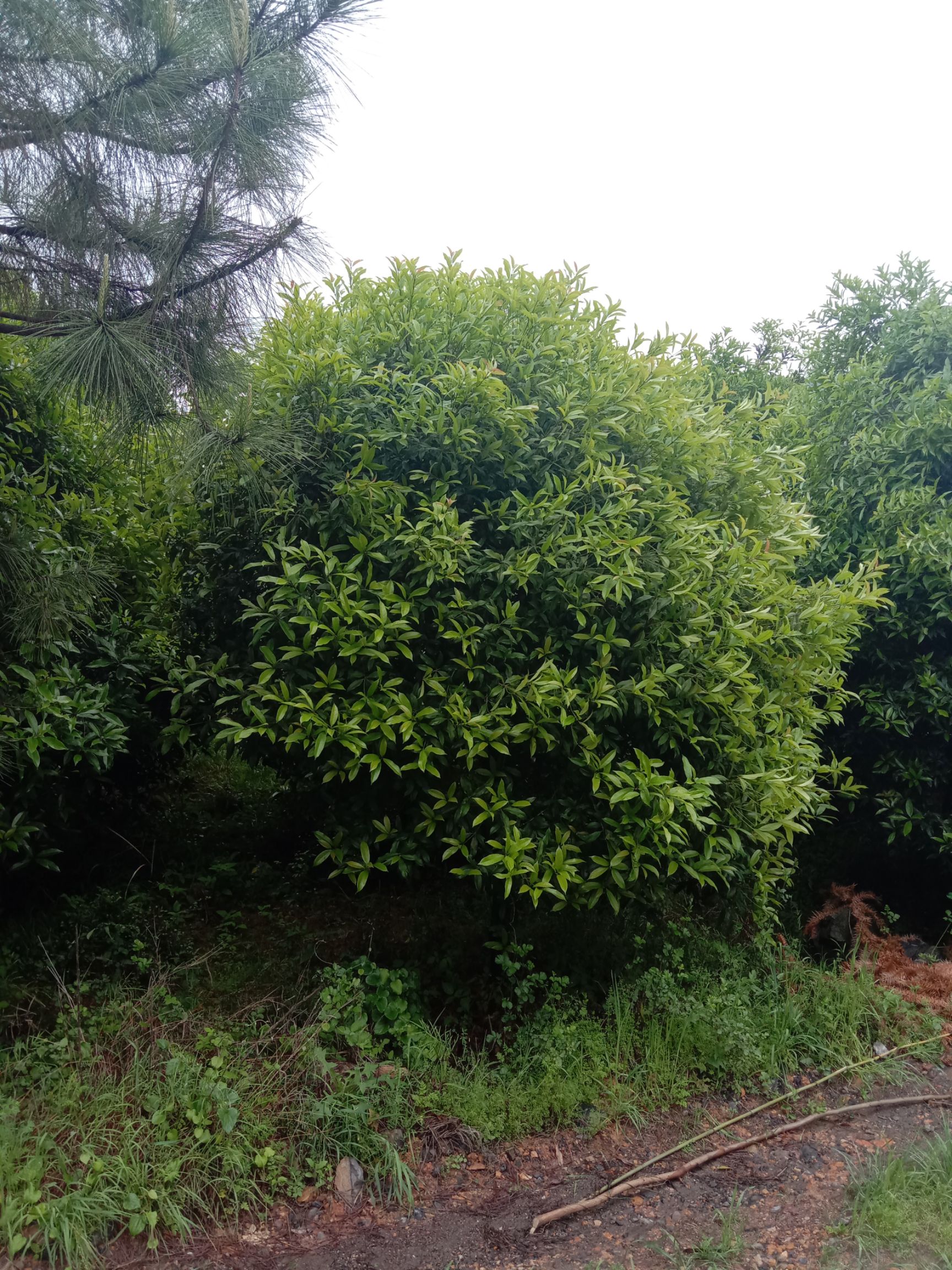 黄金桂花树 黄金桂